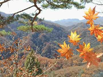 托管机构实习岗位介绍,托管机构岗位职责